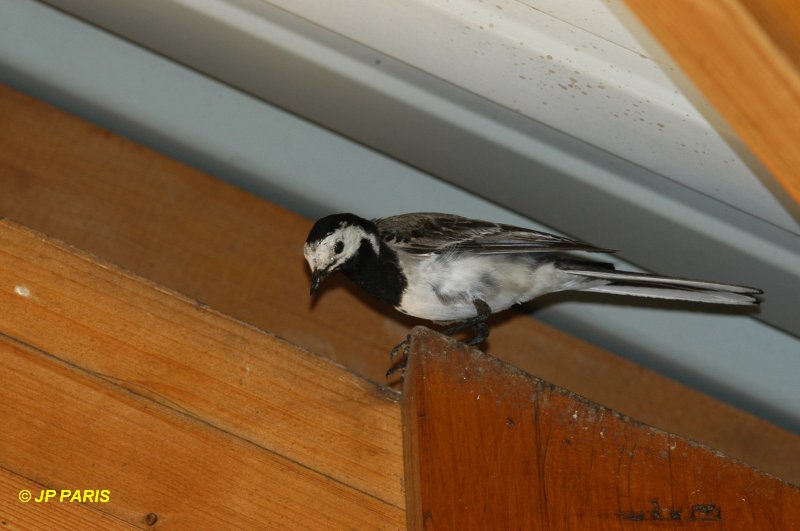 Motacilla alba